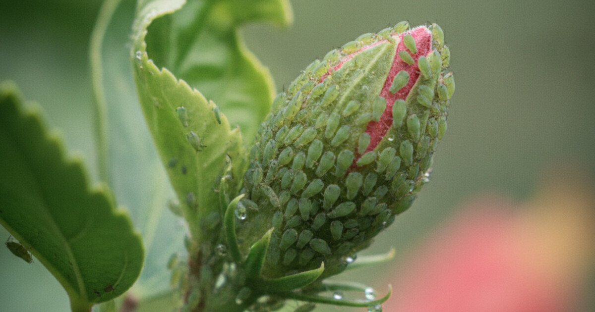 Close-up of aphids clustered on a hibiscus stem tip with curled new growth