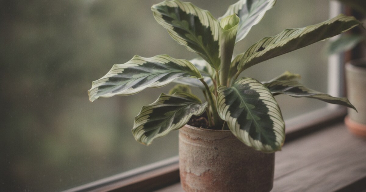 Calathea plant with patterned leaves curling inward from low humidity stress