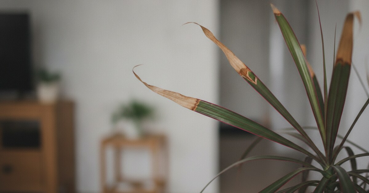 Dracaena marginata with crispy brown leaf tips in an indoor setting