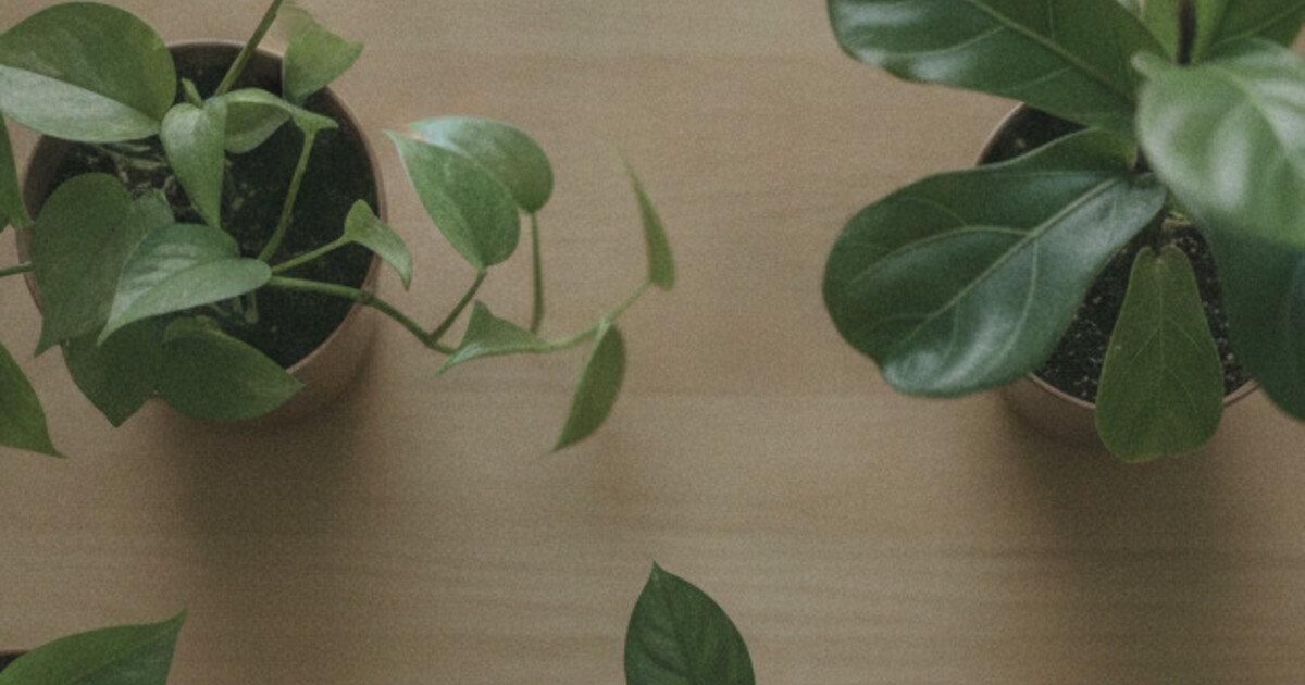 Overhead view of a smartphone photographing a houseplant leaf among green potted plants on a table