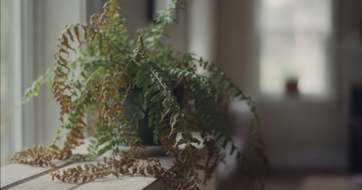 Drooping boston fern with browning fronds on a wooden shelf indoors