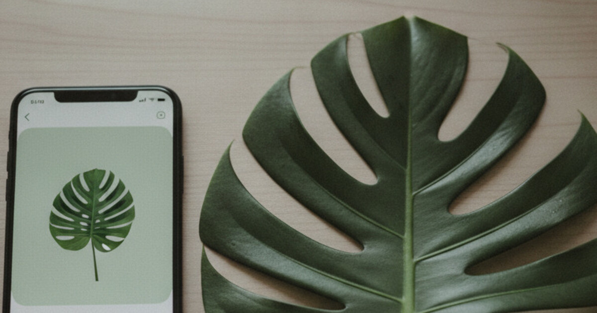 Close-up of a smartphone screen showing a plant identification result next to a healthy monstera leaf on a light wooden surface in soft natural light