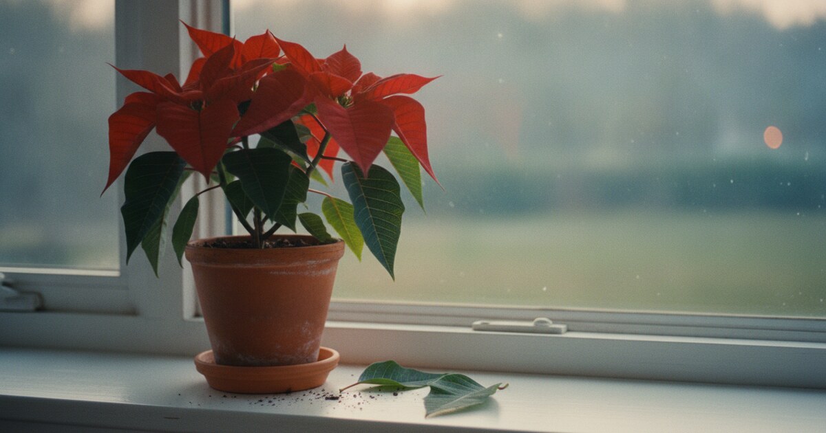 Poinsettia plant with leaves beginning to drop on a bright windowsill