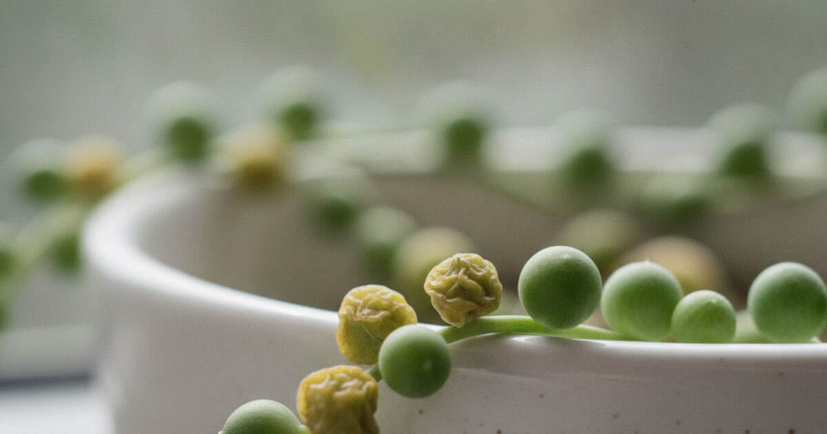 String of pearls plant with flat, shriveled bead-shaped leaves alongside firm plump pearls in a terra cotta pot