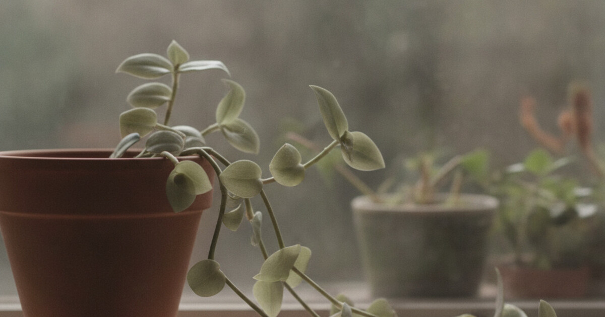 Leggy tradescantia plant with faded leaf coloring growing toward a window